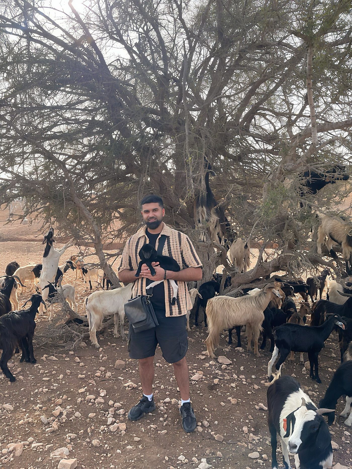 Kush outdoors with a herd of goats